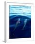 Overview of Dolphins Swimming Underwater-Stuart Westmorland-Framed Premium Photographic Print