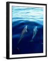 Overview of Dolphins Swimming Underwater-Stuart Westmorland-Framed Premium Photographic Print