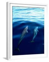 Overview of Dolphins Swimming Underwater-Stuart Westmorland-Framed Premium Photographic Print