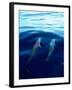 Overview of Dolphins Swimming Underwater-Stuart Westmorland-Framed Premium Photographic Print