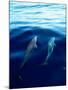 Overview of Dolphins Swimming Underwater-Stuart Westmorland-Mounted Premium Photographic Print