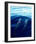 Overview of Dolphins Swimming Underwater-Stuart Westmorland-Framed Photographic Print