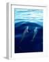 Overview of Dolphins Swimming Underwater-Stuart Westmorland-Framed Photographic Print