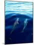 Overview of Dolphins Swimming Underwater-Stuart Westmorland-Mounted Photographic Print