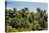 Overview of Lush Trees and Foliage-null-Stretched Canvas