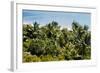 Overview of Lush Trees and Foliage-null-Framed Photographic Print