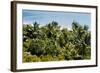 Overview of Lush Trees and Foliage-null-Framed Photographic Print