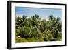 Overview of Lush Trees and Foliage-null-Framed Photographic Print