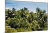 Overview of Lush Trees and Foliage-null-Mounted Photographic Print