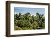 Overview of Lush Trees and Foliage-null-Framed Photographic Print