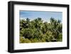 Overview of Lush Trees and Foliage-null-Framed Photographic Print
