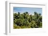 Overview of Lush Trees and Foliage-null-Framed Photographic Print