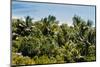 Overview of Lush Trees and Foliage-null-Mounted Photographic Print