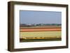 Overview over Blooming Bulbfields-Colette2-Framed Photographic Print