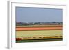 Overview over Blooming Bulbfields-Colette2-Framed Photographic Print