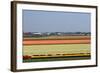 Overview over Blooming Bulbfields-Colette2-Framed Photographic Print