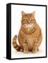 Overweight ginger cat.-Mark Taylor-Framed Stretched Canvas