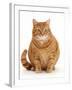 Overweight ginger cat.-Mark Taylor-Framed Premium Photographic Print