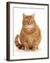 Overweight ginger cat.-Mark Taylor-Framed Premium Photographic Print