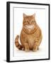 Overweight ginger cat.-Mark Taylor-Framed Premium Photographic Print
