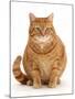 Overweight ginger cat.-Mark Taylor-Mounted Premium Photographic Print