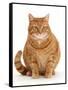 Overweight ginger cat.-Mark Taylor-Framed Stretched Canvas