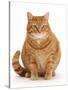 Overweight ginger cat.-Mark Taylor-Stretched Canvas