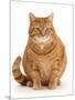 Overweight ginger cat.-Mark Taylor-Mounted Photographic Print