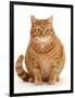 Overweight ginger cat.-Mark Taylor-Framed Photographic Print