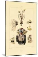Ovology, 1833-39-null-Mounted Giclee Print