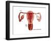 Ovulation-Gwen Shockey-Framed Art Print