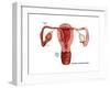 Ovulation-Gwen Shockey-Framed Art Print