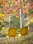 Dogwood Trees in Great Smoky Mountains National Park-Owaki - Kulla-Photographic Print