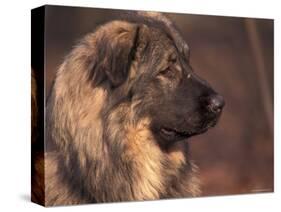 Owatcha Face Portrait (Malamute and Wolf Mix)-Adriano Bacchella-Stretched Canvas