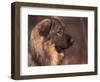 Owatcha Face Portrait (Malamute and Wolf Mix)-Adriano Bacchella-Framed Premium Photographic Print