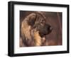 Owatcha Face Portrait (Malamute and Wolf Mix)-Adriano Bacchella-Framed Premium Photographic Print