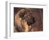 Owatcha Face Portrait (Malamute and Wolf Mix)-Adriano Bacchella-Framed Premium Photographic Print