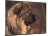 Owatcha Face Portrait (Malamute and Wolf Mix)-Adriano Bacchella-Mounted Premium Photographic Print