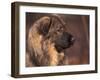 Owatcha Face Portrait (Malamute and Wolf Mix)-Adriano Bacchella-Framed Photographic Print