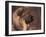 Owatcha Face Portrait (Malamute and Wolf Mix)-Adriano Bacchella-Framed Photographic Print