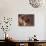 Owatcha Face Portrait (Malamute and Wolf Mix)-Adriano Bacchella-Photographic Print displayed on a wall