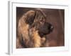 Owatcha Face Portrait (Malamute and Wolf Mix)-Adriano Bacchella-Framed Photographic Print