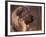 Owatcha Face Portrait (Malamute and Wolf Mix)-Adriano Bacchella-Framed Photographic Print