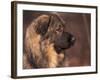 Owatcha Face Portrait (Malamute and Wolf Mix)-Adriano Bacchella-Framed Photographic Print