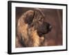 Owatcha Face Portrait (Malamute and Wolf Mix)-Adriano Bacchella-Framed Photographic Print