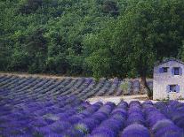 Lavender Field at Abbeye du Senanque-Owen Franken-Photographic Print