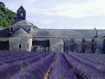 Cottage in Field of Lavender-Owen Franken-Photographic Print