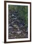 Owengarriff River, Killarney National Park, County Kerry, Munster, Republic of Ireland, Europe-Carsten Krieger-Framed Photographic Print