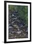 Owengarriff River, Killarney National Park, County Kerry, Munster, Republic of Ireland, Europe-Carsten Krieger-Framed Photographic Print