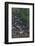 Owengarriff River, Killarney National Park, County Kerry, Munster, Republic of Ireland, Europe-Carsten Krieger-Framed Photographic Print